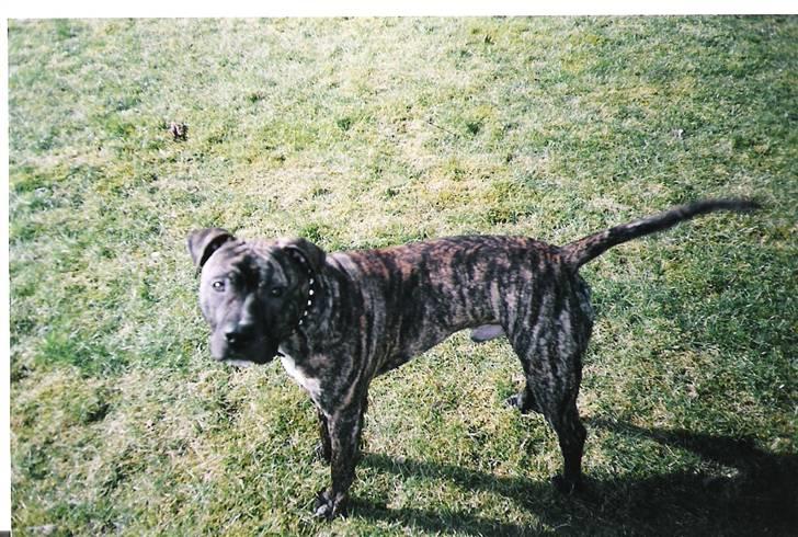 Amerikansk staffordshire terrier *Bossy* - 8. Bossy ude i haven billede 8