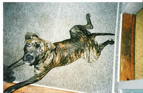 Amerikansk staffordshire terrier *Bossy* - 10. Frømand... billede 10