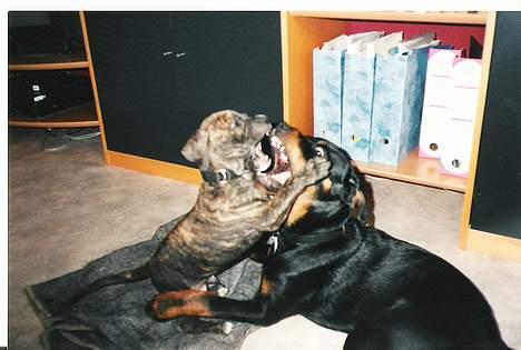 Amerikansk staffordshire terrier *Bossy* - 11. Bossy og Calif billede 11