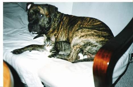 Amerikansk staffordshire terrier *Bossy* - 12. Boss putter med Wuk billede 12