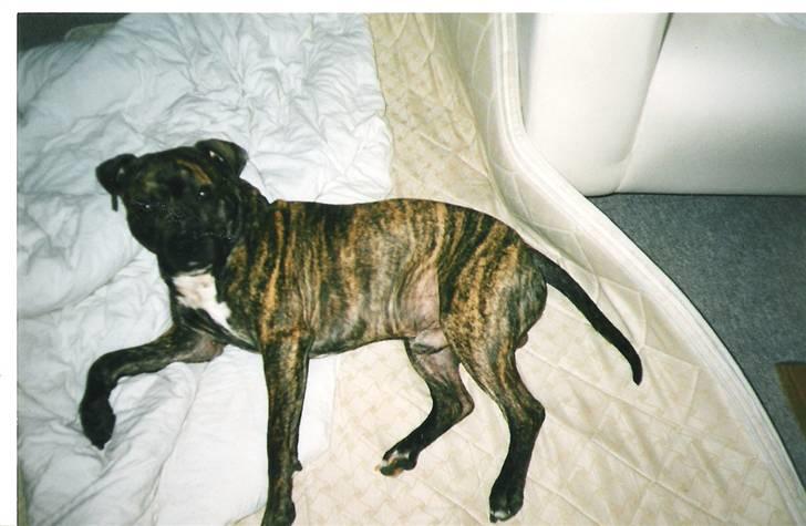 Amerikansk staffordshire terrier *Bossy* - 13.   billede 13