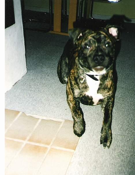 Amerikansk staffordshire terrier *Bossy* - 14. Fuld fart på... c",) billede 14