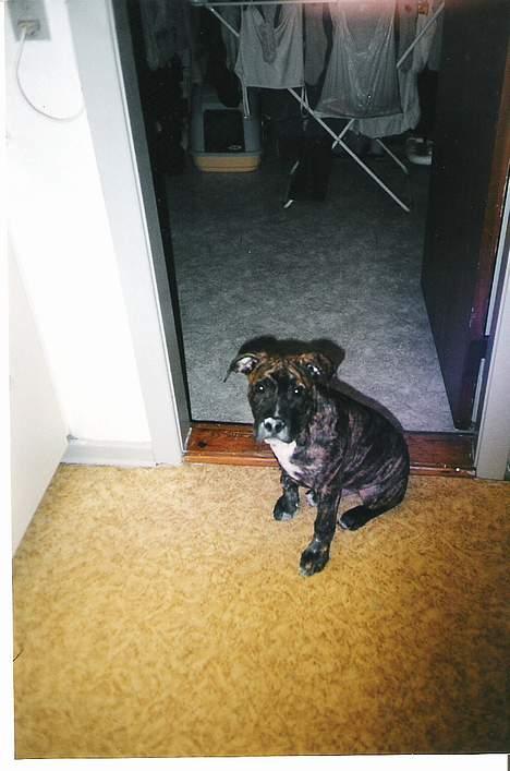 Amerikansk staffordshire terrier *Bossy* - 15. Yepz, A-38 er bare det bedste!! billede 15