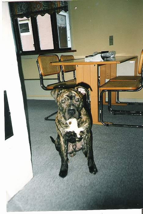 Amerikansk staffordshire terrier *Bossy* - 16.   billede 16