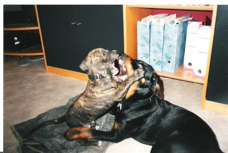 Amerikansk staffordshire terrier *Bossy* - 17. Boss og Calif billede 17