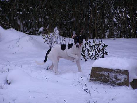 Dansk svensk gaardhund Frigga R.I.P. 2009 - Halløj stem på mig billede 1