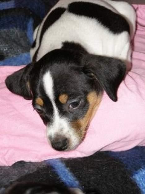 Dansk svensk gaardhund Frigga R.I.P. 2009 - ja jeg er lidt træt billede 2