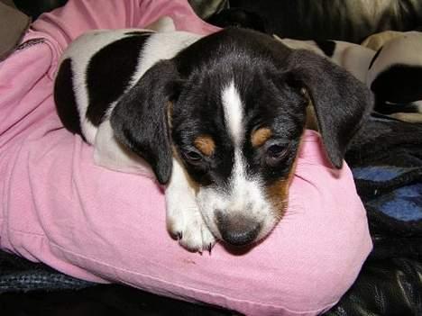 Dansk svensk gaardhund Frigga R.I.P. 2009 - Frigga billede 3