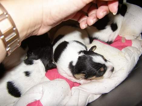 Dansk svensk gaardhund Frigga R.I.P. 2009 - Frigga 1 uge gammel billede 4