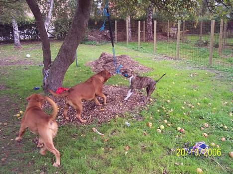 Amerikansk staffordshire terrier Bente - lege, rive og bide ;o))) Bente er stærkest-GRINER billede 10