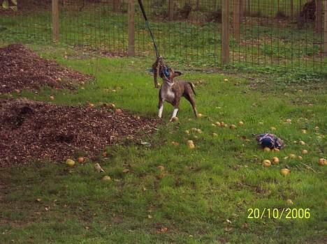 Amerikansk staffordshire terrier Bente - Hvis jeg river længe nok, vælter jeg helt sikkert træet !!!!!!!!!!!!!!!!!!!!! billede 11