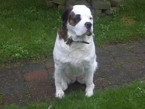 Blanding af racer Asja, R. I. P - Så den anden vej billede 7