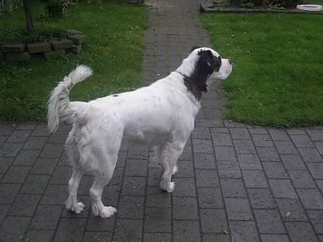 Blanding af racer Asja, R. I. P - Kommer der snart nogen der vil lege....... billede 8