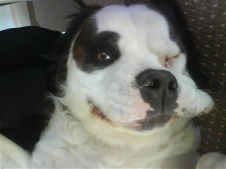 Blanding af racer Asja, R. I. P billede 9