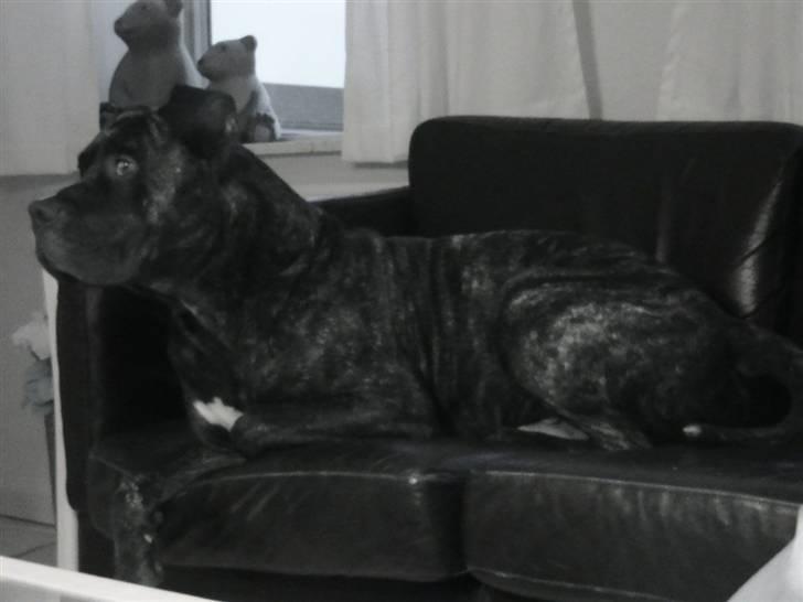 Dogo canario Flemming billede 10