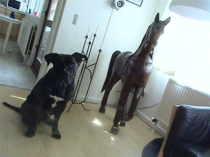 Dogo canario Flemming billede 11