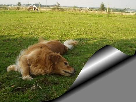 Blanding af racer charlie stille sovet ind - græsset er jo grønt billede 2