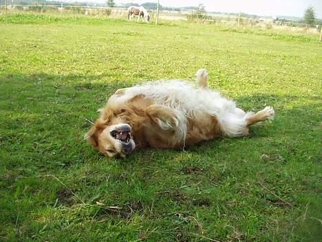 Blanding af racer charlie stille sovet ind - og så hele vejen rundt billede 3