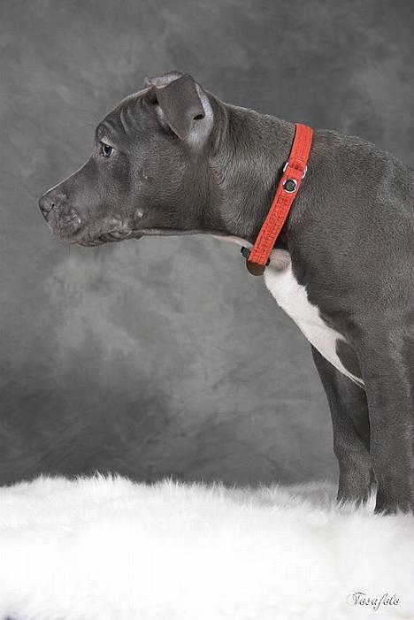 Amerikansk staffordshire terrier zika billede 10