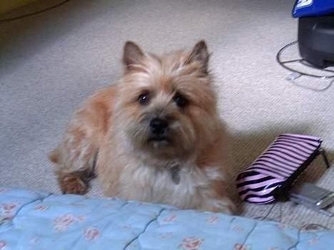 Cairn terrier Cleo - Cleo dengang den ikk var ret gammel :b billede 1