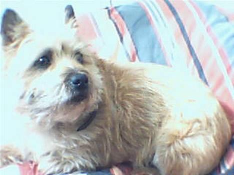 Cairn terrier Cleo - d. 26/3-07 billede 2