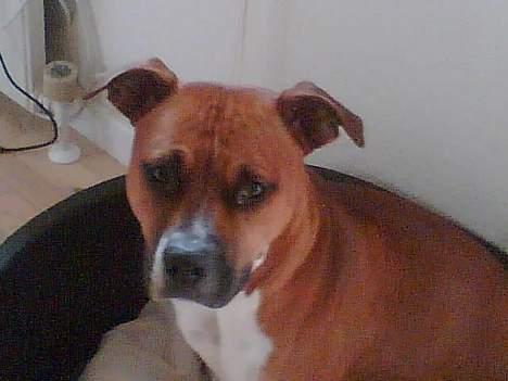 Blanding af racer stella billede 8