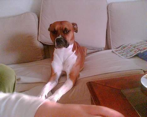 Blanding af racer stella billede 9