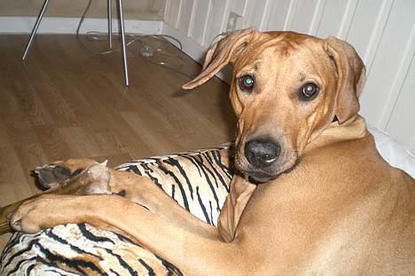 Rhodesian ridgeback Enya - ..hmm hvad nu? billede 15