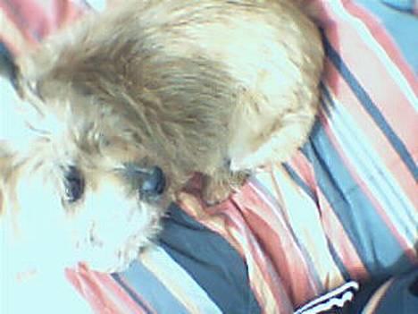 Cairn terrier Cleo - d. 26/3-07 billede 3