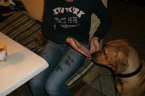 Rhodesian ridgeback Enya - man er altså lidt nysgerrig når man møder sine 14 dage gamle søskende... billede 16