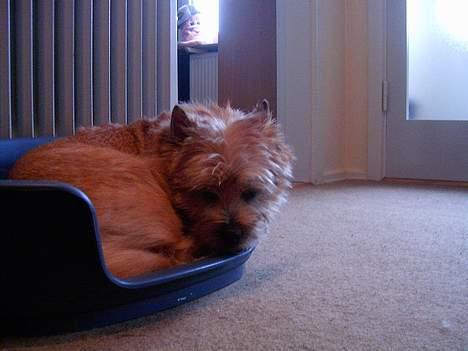 Cairn terrier Cleo billede 4