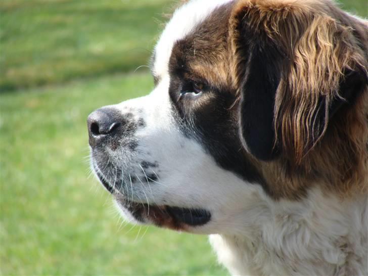 Sankt bernhardshund Møffe 20/02/06 - 17/11/08 billede 1