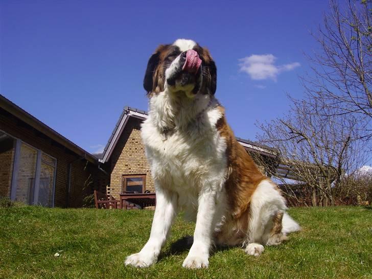 Sankt bernhardshund Møffe 20/02/06 - 17/11/08 billede 2