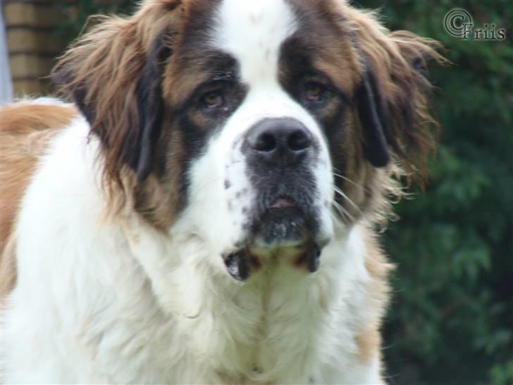 Sankt bernhardshund Møffe 20/02/06 - 17/11/08 billede 3