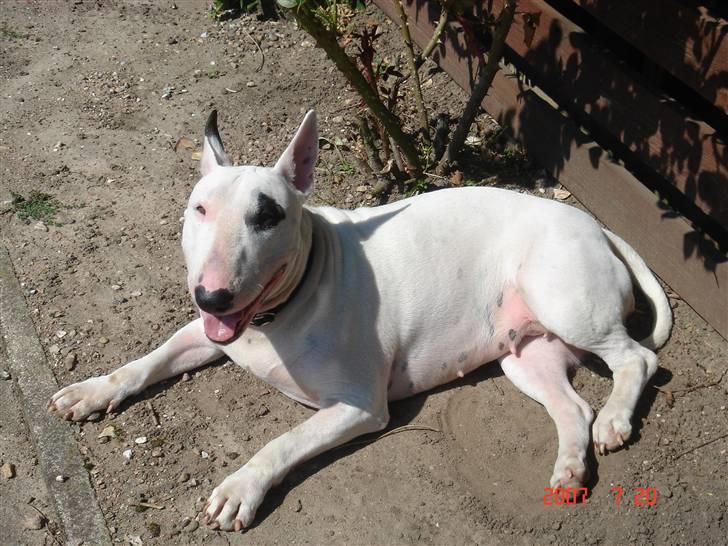 Bullterrier Kenja - Kenja elsker at sole sig!! billede 1