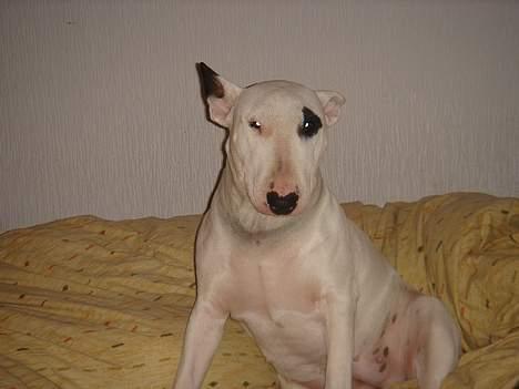Bullterrier Kenja - Kenja er klar til at gå i seng. billede 2