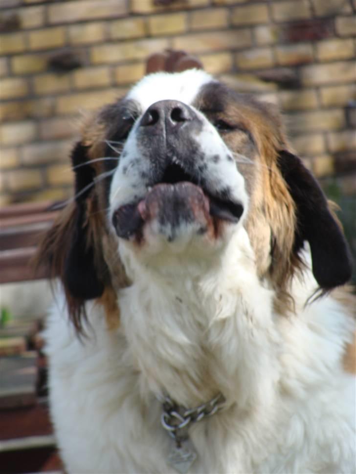 Sankt bernhardshund Møffe 20/02/06 - 17/11/08 billede 4