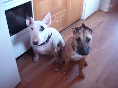 Bullterrier Kenja - Kenja og hendes legekammerat Cosmo. billede 3