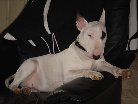 Bullterrier Kenja - Kenja tager lige en slapper i lænestolen. billede 4