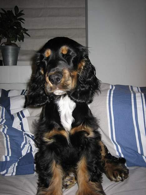 Cocker spaniel Frida billede 17