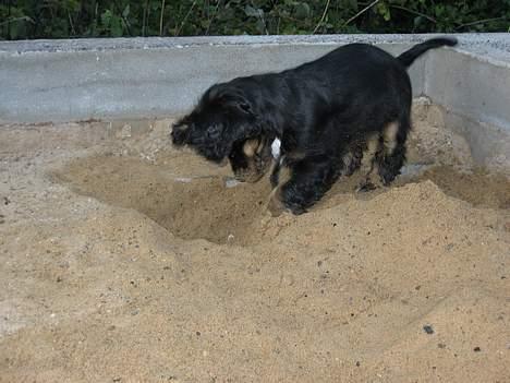Cocker spaniel Frida billede 18