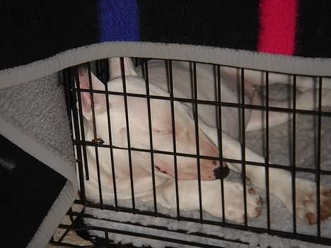 Bullterrier Kenja - Kenja 12 uger gammel og meget træt!! billede 5