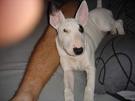 Bullterrier Kenja billede 6