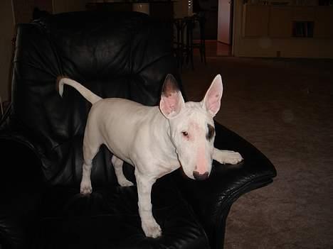 Bullterrier Kenja billede 7