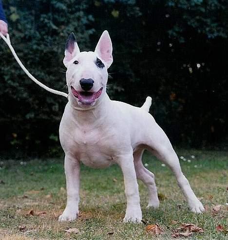 Bullterrier Kenja billede 8