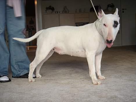 Bullterrier Kenja billede 9
