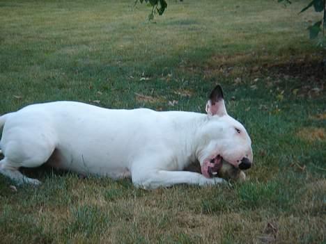 Bullterrier Kenja billede 10