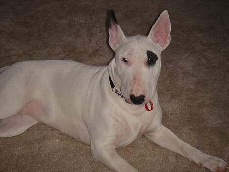 Bullterrier Kenja - Temmelig fotogen... billede 11