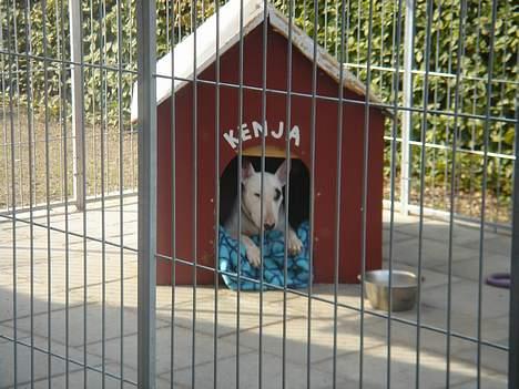 Bullterrier Kenja - Kenja hygger i sit hundehus billede 12