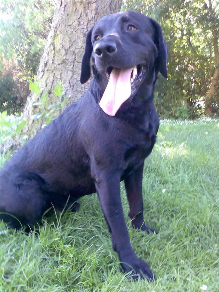 Labrador retriever Jackie - Velkommen til min profil billede 1